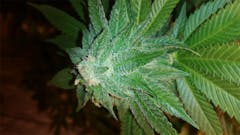 User uploaded image of White Cookies