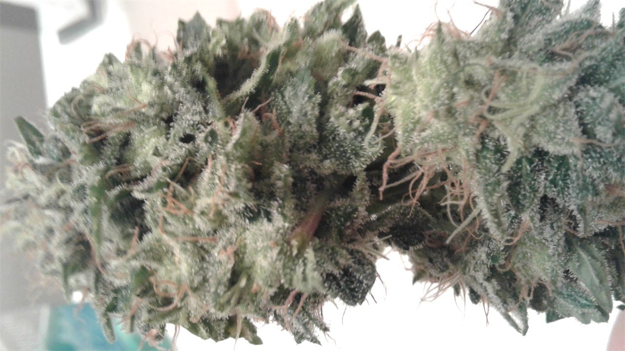 White Cookies Weed Strain Information Leafly