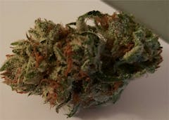 User uploaded image of White Dawg