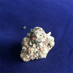 User uploaded image of White Dawg