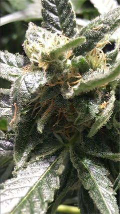 User uploaded image of White Diesel
