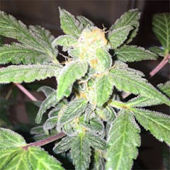User uploaded image of White Diesel