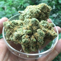 User uploaded image of White Dream