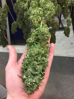 User uploaded image of White Elephant