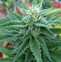 User uploaded image of White Elephant