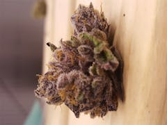 User uploaded image of White Empress