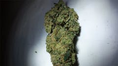 User uploaded image of White Fire Alien OG