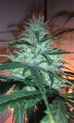 User uploaded image of White Fire OG
