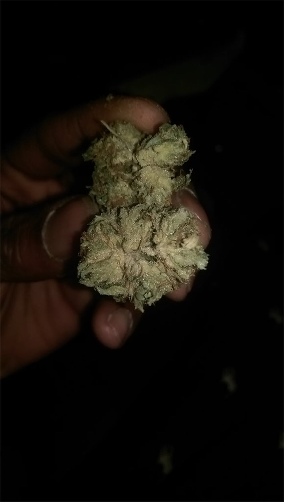 Photos of White Gold Weed Strain Buds Leafly