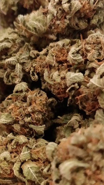 Photos of White Gold Weed Strain Buds Leafly