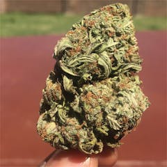 User uploaded image of White Gorilla