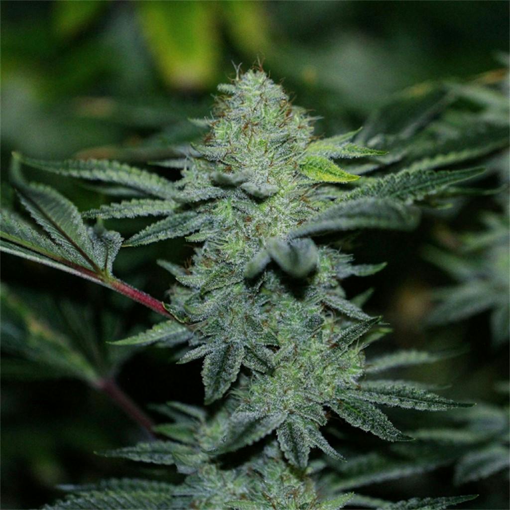 White Gorilla aka White Glue, White Gorilla Glue Weed Strain Information Leafly