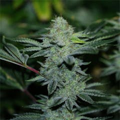 User uploaded image of White Gorilla