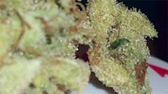 User uploaded image of White Gorilla