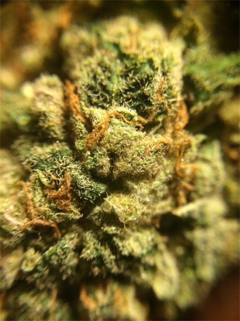 White Haze Weed Strain Information | Leafly
