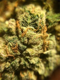 User uploaded image of White Haze