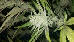 User uploaded image of White Haze