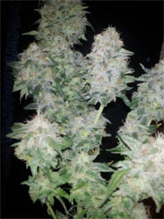 User uploaded image of White Kryptonite