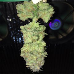 User uploaded image of White Kush