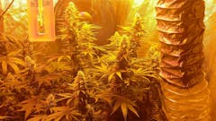 User uploaded image of White Lavender