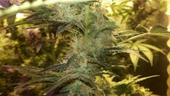 User uploaded image of White Lavender