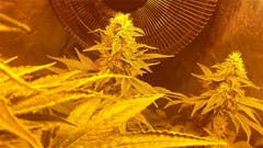 User uploaded image of White Lavender