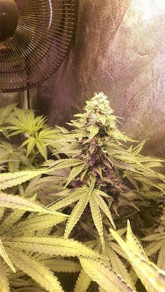 User uploaded image of White Lavender