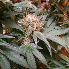 User uploaded image of White Lavender