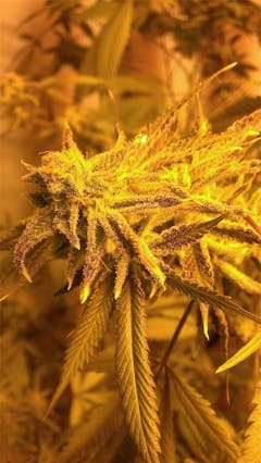 User uploaded image of White Lightning