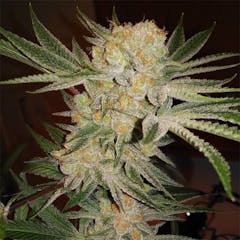 User uploaded image of White Lotus