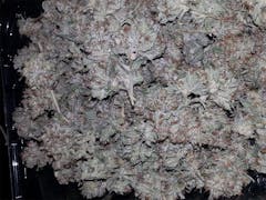 User uploaded image of White Lotus