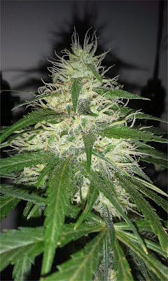 User uploaded image of White Rhino