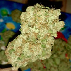 User uploaded image of White Rhino
