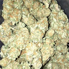 User uploaded image of White Rhino