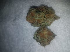User uploaded image of White Rhino
