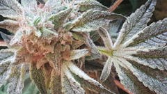 User uploaded image of White Romulan