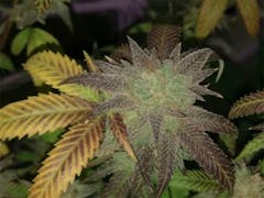 User uploaded image of White Romulan