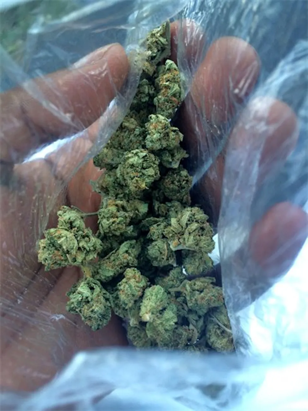 Photos of White Russian Weed Strain Buds Leafly