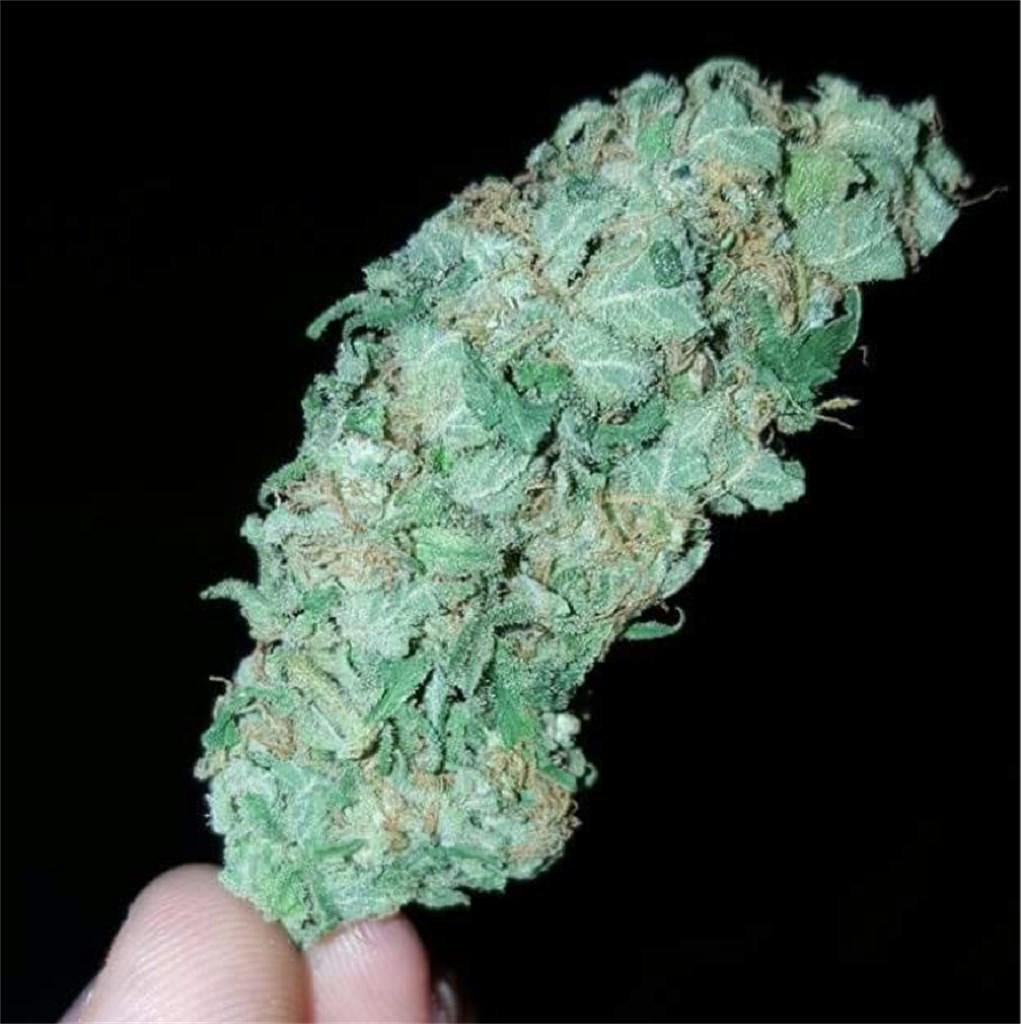 White Russian Weed Strain Information Leafly