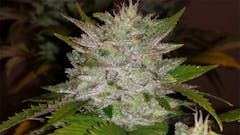 User uploaded image of White Russian