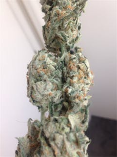 User uploaded image of White Siberian