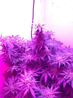 User uploaded image of White Siberian