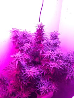 User uploaded image of White Siberian