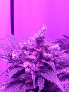 User uploaded image of White Siberian