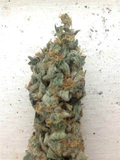 User uploaded image of White Siberian