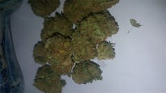 User uploaded image of White Siberian