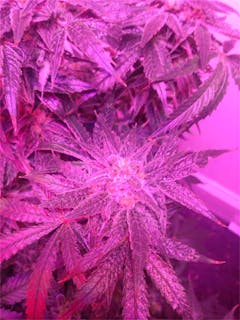 User uploaded image of White Siberian