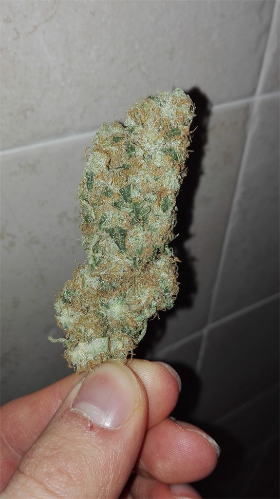 White Skunk