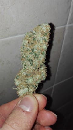 User uploaded image of White Skunk
