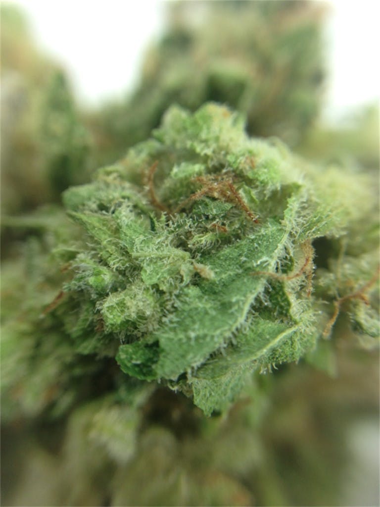 White Skunk aka White Label Skunk Weed Strain Information | Leafly